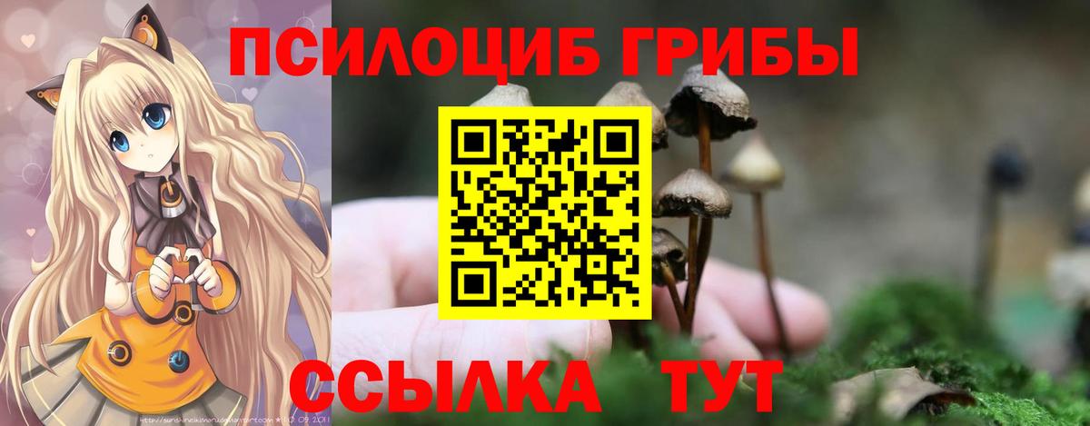 Галлюциногенные грибы Psilocybine cubensis  Гуково 